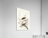 Hermit Thrush Acrylic Print