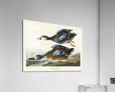Blue-Winged Teal Acrylic Print