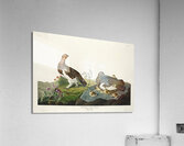 Willow Grouse or Large Ptarmigan Acrylic Print