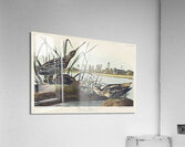 American Snipe Acrylic Print