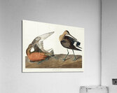 Hudsonian Godwit Acrylic Print