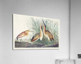 Hudsonian Godwit Acrylic Print