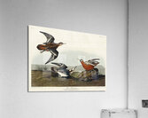 Red Phalarope Acrylic Print