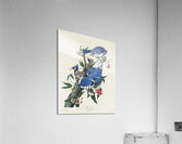 Blue Jay Acrylic Print