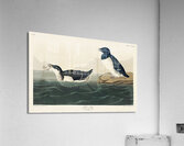 Little Auk Acrylic Print