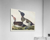 Ring-necked Duck Acrylic Print