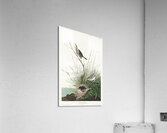 Sharp-tailed Finch Acrylic Print