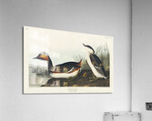 Eared Grebe Acrylic Print