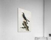 Le Petit Caporal Acrylic Print