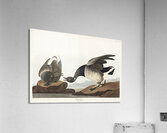 Brant Goose Acrylic Print