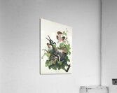 Ferruginous Thrush Acrylic Print