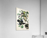 Summer or Wood Duck Acrylic Print