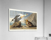 King Duck Acrylic Print