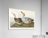 Gadwall Duck Acrylic Print