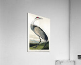 Hooping Crane Impression acrylique