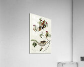 Wood Thrush Acrylic Print