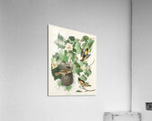 Baltimore Oriole Acrylic Print