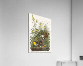 Meadow Lark Acrylic Print