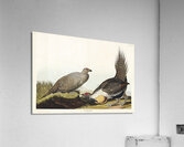 Cock of the Plains Acrylic Print