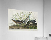 Sora or Rail Acrylic Print