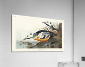 Western Duck Acrylic Print