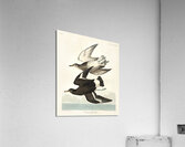 Townsends Sandpiper Acrylic Print