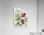 Lenaida Dove Impression acrylique