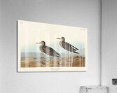 Pectoral Sandpiper Acrylic Print