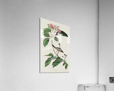 Bachmans Finch Acrylic Print