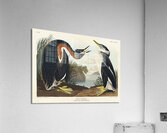 Red-necked Grebe Acrylic Print