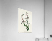 Chestnut-sided Warbler Acrylic Print