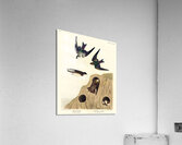Bank Swallow and Violet-green Swallow Acrylic Print