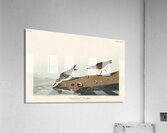 Semipalmated Sandpiper Acrylic Print