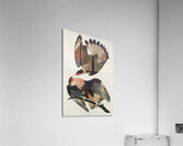 Brasilian Caracara Eagle Acrylic Print