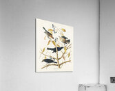 Rusty Grakle Acrylic Print