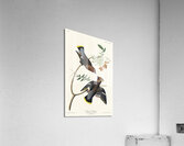 Rusty Grakle Acrylic Print