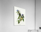 Connecticut Warbler Acrylic Print