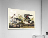 White-fronted Goose Acrylic Print