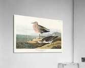 Red-breasted Sandpiper Acrylic Print
