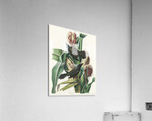 Purple Grakle or Common Crow Blackbird Acrylic Print