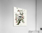 Downy Woodpecker Acrylic Print