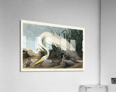 White Heron Acrylic Print