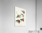 Rathbone Warbler Acrylic Print