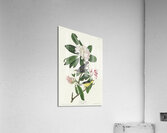 Canada Warbler Acrylic Print