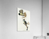 Great Crested Flycatcher Acrylic Print