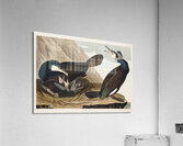 Common Cormorant Acrylic Print