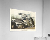 Semipalmated Snipe or Willet Acrylic Print