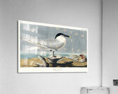 Sandwich Tern Acrylic Print
