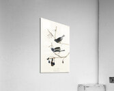 Snow Bird Acrylic Print