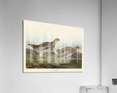 Sharp-tailed Grouse Acrylic Print